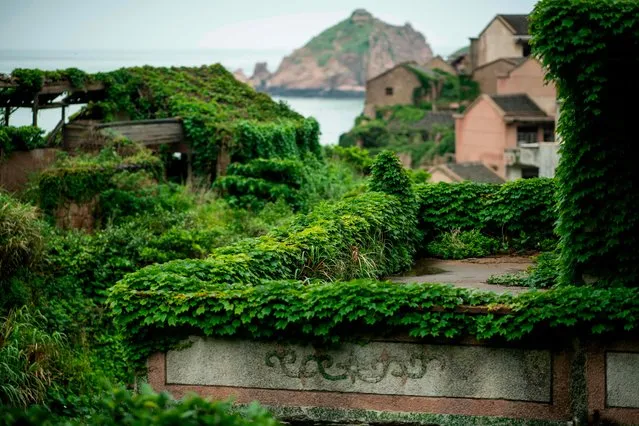 This picture taken on May 31, 2018 shows abandoned village houses covered with overgrown vegetation in Houtouwan on Shengshan island, China' s eastern Zhejiang province. (Photo by Johannes Eisele/AFP Photo)