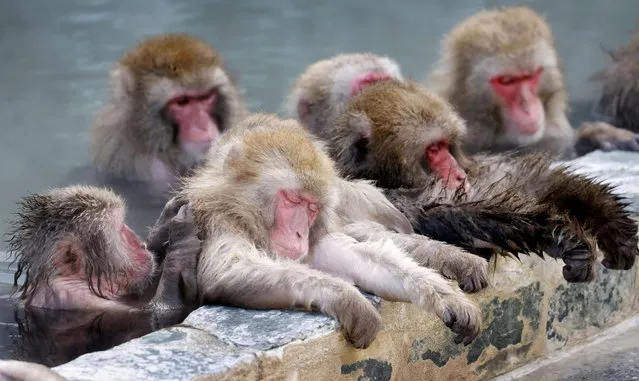 Japanese macaques soak in a hot spring at the Hakodate Tropical Botanical Garden in Hakodate on Japan's northernmost main island of Hokkaido on January 12, 2021. (Photo by Kyodo News via Reuters)