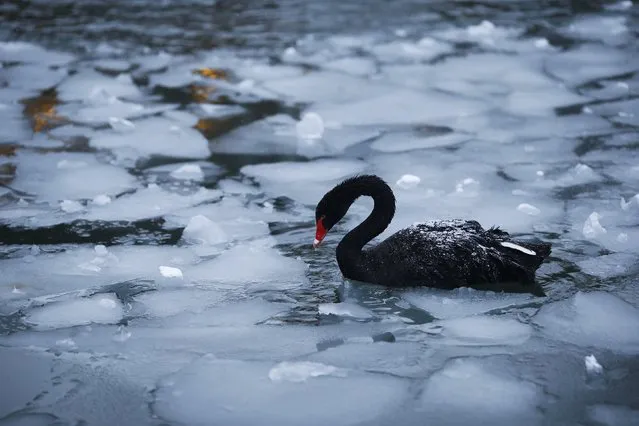 A black swan swims in a partly frozen pond at Kugulu Park in Ankara January 10, 2015. (Photo by Umit Bektas/Reuters)