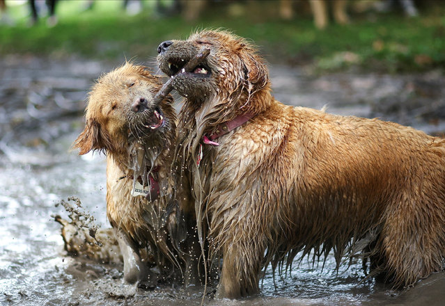 Golden Retrievers play in a muddy puddle during a meetup seeking to break the world record for the largest gathering of the breed, in Buenos Aires, Argentina on December 8, 2025. (Photo by Agustin Marcarian/Reuters)