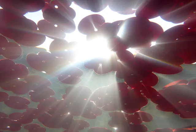 Commemorative poppies are seen floating in a fountain in this photograph taken underwater in Trafalgar Square during an Armistice Day event in London, Britain, November 11, 2016. (Photo by Toby Melville/Reuters)