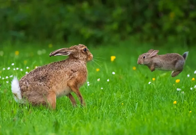 A baby bunny attacks a brown hare, four times its size at a farm in Shropshire in a rare mismatched fight. (Photo by Andrew Fusek-Peters/SWNS Agency)