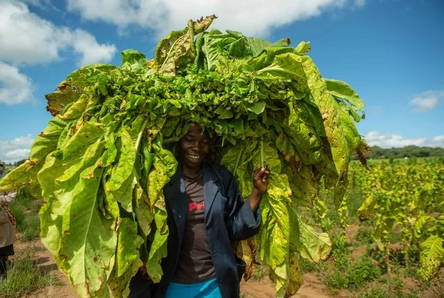 A woman carries tobacco by her shoulders before it is taken for curing at Nhimbe Fresh Exports farm on February 25, 2021 in Marondera, Zimbabwe. Zimbabwe is the largest grower of tobacco in Africa and the crop is the country's largest agricultural export. (Photo by Tafadzwa Ufumeli/Getty Images)