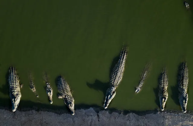 In this Monday, August 6, 2018, photo, crocodiles rest at a a farm in the Jordan Valley, West Bank. Hundreds of crocodiles are stuck at the farm where they were brought in the mid-90s to serve as a tourist attraction. Ensuing Palestinian-Israeli violence kept visitors away, prompting the crocodiles' purchase by an entrepreneur hoping to sell them for their skin, but his venture flopped after Israel passed a law in 2012 defining the crocodile as a protected animal, and banning raising the animals for sale as meat or merchandise. (Photo by Dusan Vranic/AP Photo)
