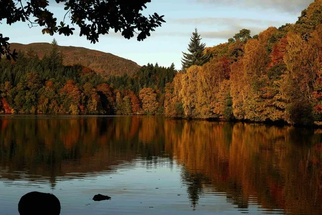 Autumn leaves are reflected in the water of Loch Faskally, in Pitlochry, Scotland, Britain October 24, 2016. (Photo by Russell Cheyne/Reuters)