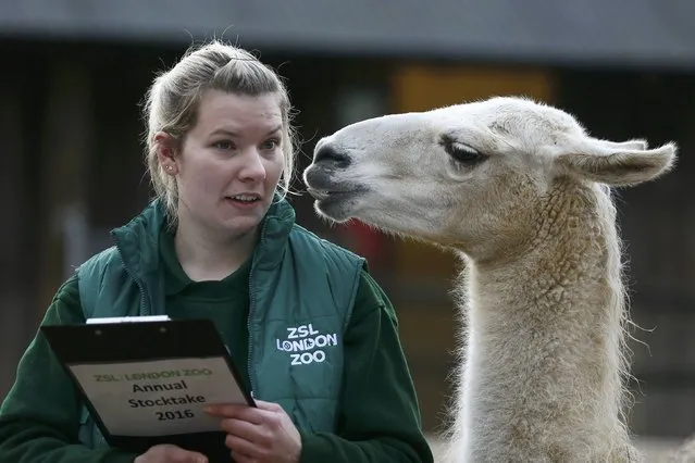 Keeper Jessica Jones poses with a Llama during the stock take at London Zoo in London, Britain January 4, 2016. (Photo by Stefan Wermuth/Reuters)