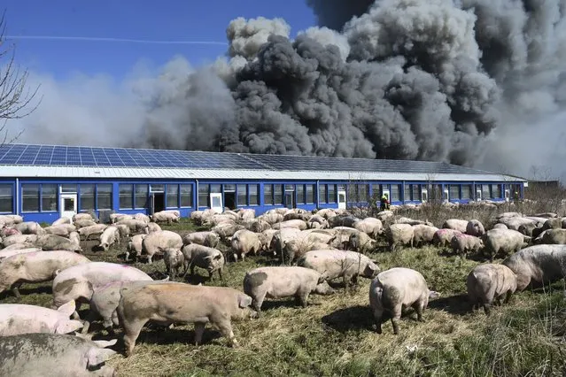 Pigs stand in front of a building after a fire broke out in a large pig farm in Alt Tellin, Germany, Tuesday, March 30, 2021. (Photo by Stefan Sauer/dpa via AP Photo)
