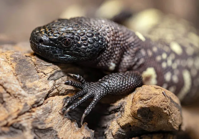 One of the two endangered venomous Mexican beaded lizards that hatched in February at an incubator, is seen in Wroclaw Zoo, in Wroclaw, Poland, April 4, 2021. Two endangered Mexican beaded lizards have hatched at the Wroclaw Zoo in Poland, boosting the population of the venomous lizards. The zoo said they hatched in late February at the zoo's terrarium, where the eggs had been kept in an incubator ever since they were laid in August. They are still being kept from the public's view and keepers have not yet determined their sеx. (Photo by Wroclaw Zoo via AP Photo)