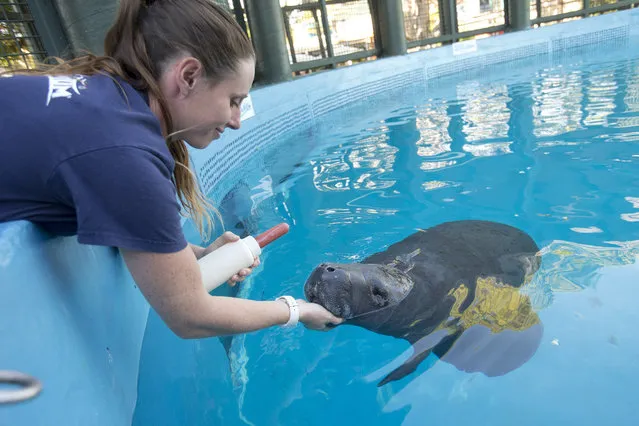 Miami Seaquarium assistant animal care supervisor Jessica Schiffhauer, left, prepares to bottle-feed an approximately 7-month-old orphaned manatee named Junebug, Thursday, January 7, 2016, at Miami Seaquarium in Miami. (Photo by Wilfredo Lee/AP Photo)