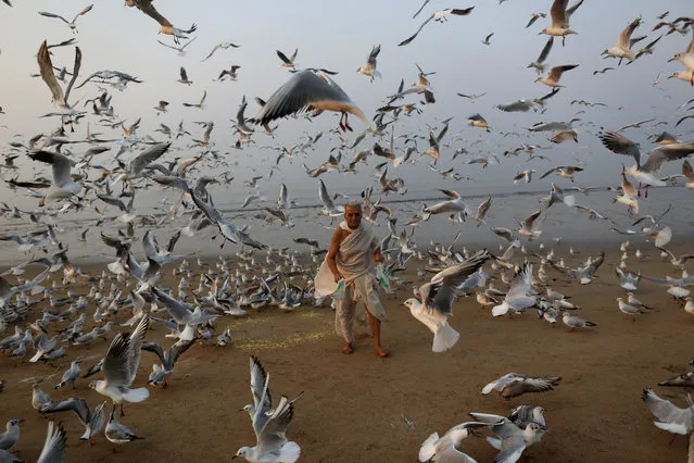 A man feeds seagulls on a beach along the Arabian Sea in Mumbai, India, February 9, 2016. (Photo by Danish Siddiqui/Reuters)