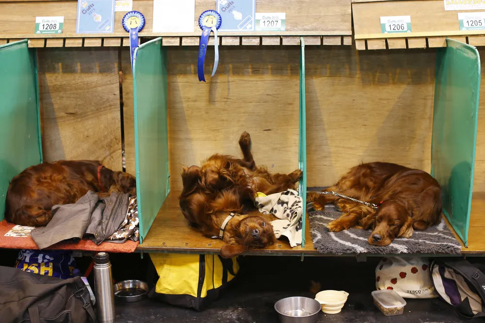 Crufts Dog Show in Birmingham, England