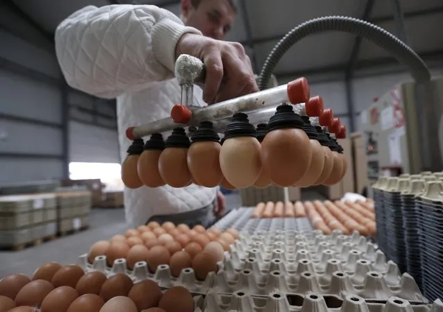 An employee lifts eggs on a conveyor belt at the Schrall coloured eggs company in the Austrian Village of Diendorf March 16, 2015. (Photo by Leonhard Foeger/Reuters)