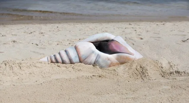 Amazingly this conch shell is actually a model covered in body paint and placed into position on the beach to look like a shell, Dortmund, Germany, October, 2016. (Photo by Gesine Marwedel/Barcroft Images)