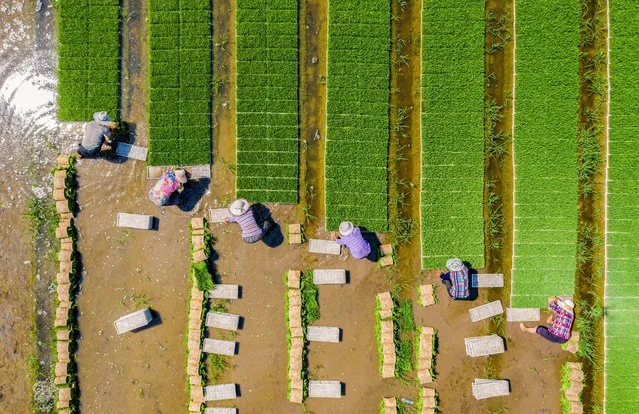 This aerial photo taken on June 22, 2021 shows farmers planting rice in a paddy in Haian, in China's eastern Jiangsu province. (Photo by AFP Photo/China Stringer Network)
