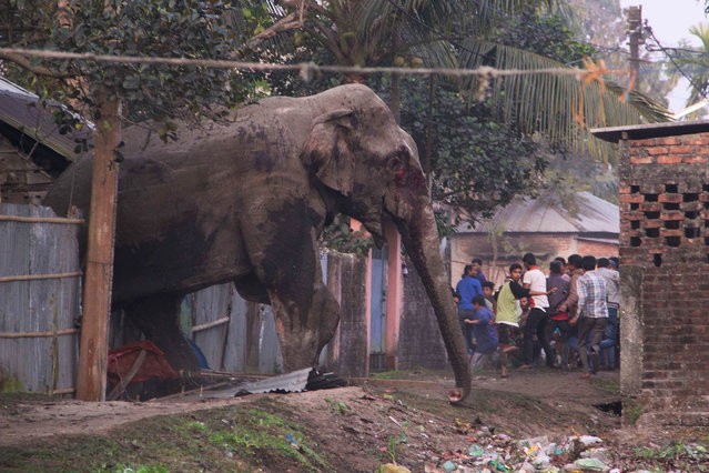 People run as they follow a wild elephant that strayed into the town of Siliguri in West Bengal state, India, Wednesday, February 10, 2016. The elephant had wandered from the Baikunthapur forest on Wednesday, crossing roads and a small river before entering the town. The panicked elephant ran amok, trampling parked cars and motorbikes before it was tranquilized. (Photo by AP Photo)