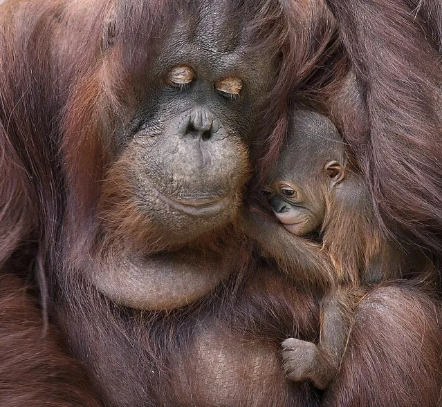 Sophia, a 35-year-old Bornean orangutan, holds her two-week-old daughter as she made her official public debut at the city zoo in Brookfield, USA on January 2, 2017. (Photo by Jim Schulz/Chicago Zoological Society/AP Photo)