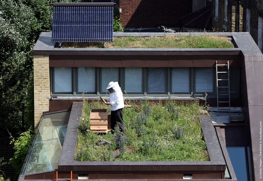 Urban Beekeeping On East London Rooftops