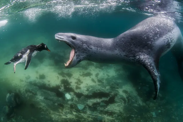 A leopard seal reaches to bite a penguin as it swims through the sea in Port Lockroy, Antartic Peninsula. (Photo by Wiktor Skupinski/Barcroft Media)