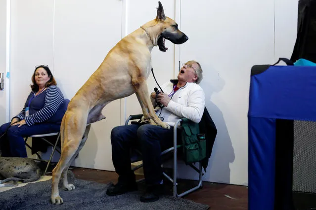 Don Smith reacts as Cap'n Crunch the Great Dane yawns during the Meet the Breeds event ahead of the 143rd Westminster Kennel Club Dog Show in New York, U.S., February 9, 2019. (Photo by Andrew Kelly/Reuters)