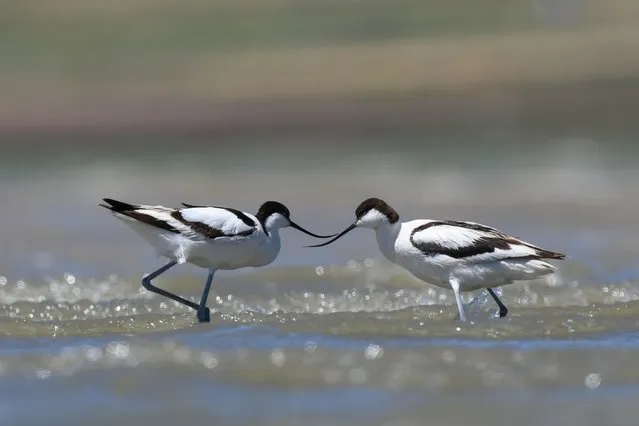American avocets are seen in Lake Van basin, where the animal preservation and conservation works continue for the ecosystem, in Van, Turkiye on May 8, 2022. (Photo by Ali Ihsan OztÃ¼rk/Anadolu Agency via Getty Images)
