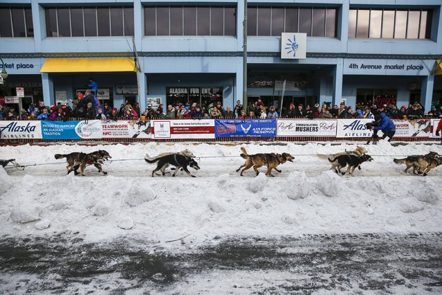 A team heads out at the ceremonial start of the Iditarod Trail Sled Dog Race to begin their near 1,000-mile (1,600-km) journey through Alaska’s frigid wilderness in downtown Anchorage, Alaska March 5, 2016. (Photo by Nathaniel Wilder/Reuters)