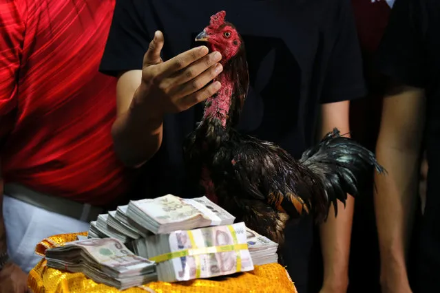 A winner rooster poses with money after a fight at an event organised to celebrate the Lunar New Year and the year of the Rooster on the outskirts of Bangkok, Thailand January 29, 2017. (Photo by Jorge Silva/Reuters)
