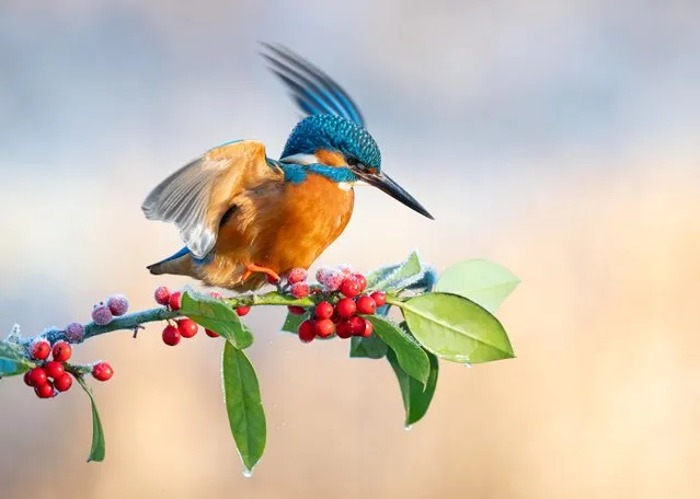 A Kingfisher striking a ballet pose on a Firethorn tree branch were captured on January 20, 2024 in Scotland. The colourful bird can be seen struggling to hold its lunch between its beak while balancing on its perch at Kirkcudbrightshire, near Dumfries and Galloway. (Photo by Jock Elliott/Media Drum Images)
