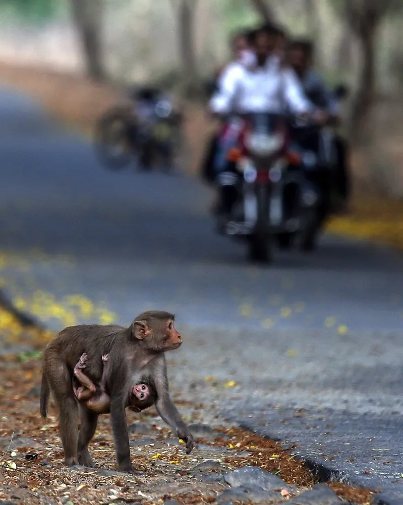 The Week in Pictures: Animals, April 24 – May 1, 2015