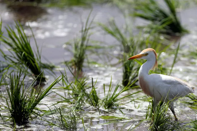 A Cattle Egret is seen near rice seedlings at a paddy field in Qalyub, in the El-Kalubia governorate, northeast of Cairo, Egypt June 1, 2016. (Photo by Amr Abdallah Dalsh/Reuters)