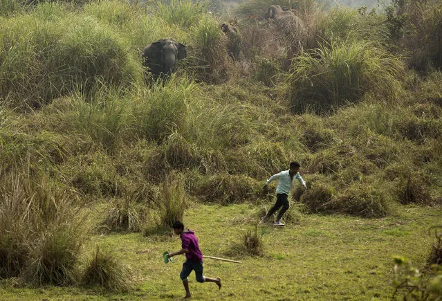 In this Thursday, February 9, 2017, file photo, wild elephants chase back Indian villagers who were trying to chase them away from their Misamari village on the outskirts of Gauhati, Assam state, India. Wildlife activists say human encroachment in the forests of northeast India have forced elephants out of their natural habitats, triggering conflicts with locals. Conservationists have urged the government to remove encroachments and free elephant corridors that are used by the beasts to move across forests in search of food. (Photo by Anupam Nath/AP Photo)