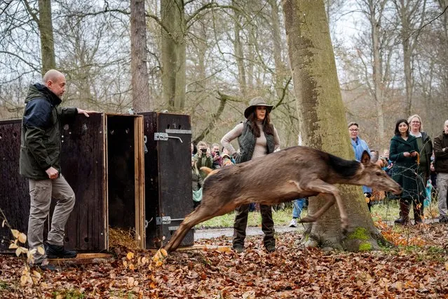 Denmark's Queen Mary and Environment Minister Magnus Heunicke release a deer, as they inaugurate a new part of The Deer Park, near Naerum, Denmark, on April 7, 2024. (Photo by Ida Marie Odgaard/Ritzau Scanpix via Reuters)