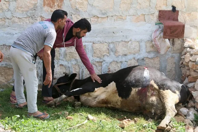 Men tend to an injured cow after an airstrike in the rebel-held town of Turmanin, in Idlib Governorate near the Syrian-Turkish border, Syria April 6, 2016. (Photo by Ammar Abdullah/Reuters)
