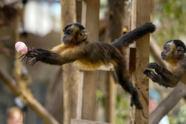A monkey stretches to catch an Easter egg at the Buin Zoo in Santiago, Chile, Sunday, March 31, 2024. The zoo keepers offered some of their animals eggs painted with non-toxic tempera and filled with the particular diet of each species. (Photo by Esteban Felix/AP Photo)