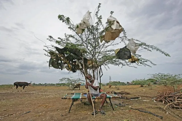 A shepherd takes rest under a tree on a dried-up lake on the outskirts of Chennai, India, June 27, 2019. (Photo by P. Ravikumar/Reuters)