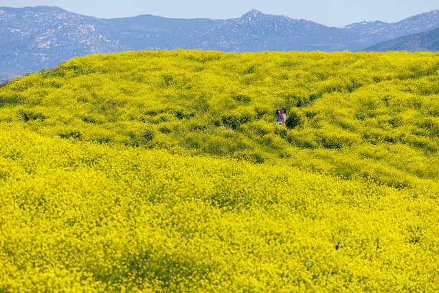 People walk through rolling hills of wildflowers following a wet and rainy winter in Chula Vista, California, U.S., April 2, 2024. (Photo by Mike Blake/Reuters)