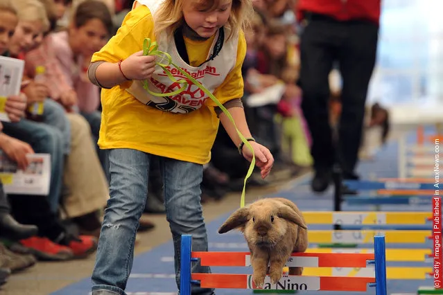 A rabbit jumps over a hurdle at an obstacle course during the first European rabbit hopping championships