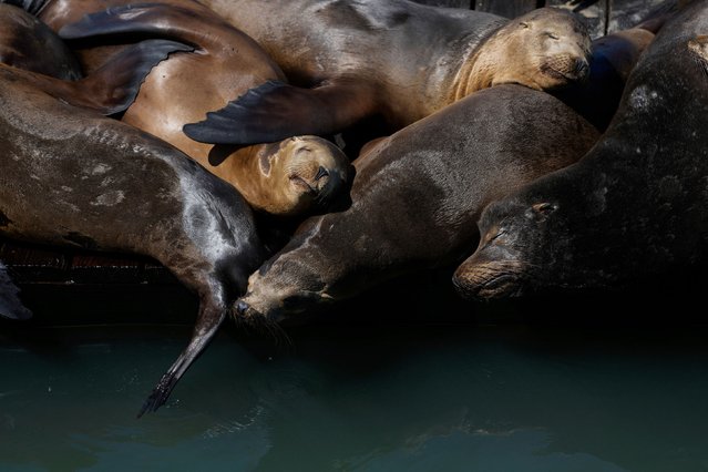 Sea lions sunbathe on a raft along Pier 39 in San Francisco on Thursday, May 2, 2024. (Photo by Godofredo A. Vásquez/AP Photo)
