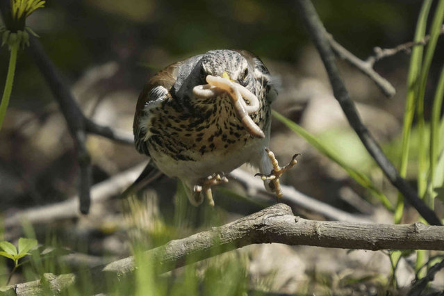 A fieldfare feeds on the ground during a sunny day in city park in Tallinn, Estonia, Friday, May 17, 2024. (Photo by Sergei Grits/AP Photo)