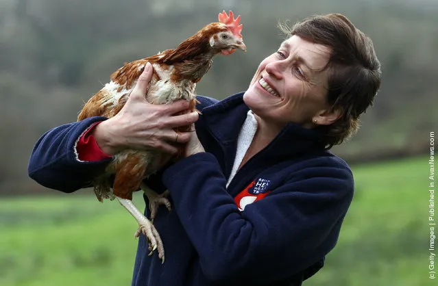 Britain's Last Battery Hen Is Released