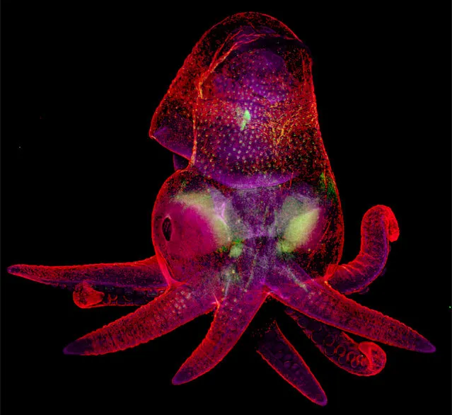 19th Place: Martyna Lukoseviciute & Dr. Carrie Albertin, University of Oxford, Weatherall Institute of Molecular Medicine, Oxford, Oxfordshire, United Kingdom. Octopus bimaculoides embryo. Confocal, Image Stitching, 5x (Objective Lens Magnification). (Photo by Martyna Lukoseviciute/Nikon's Small World 2019)