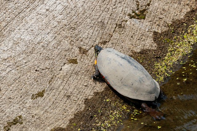 A painted turtle with a shell covered with a thin layer of mud suns itself on the concrete bridge abutment where it slopes in to the water of Evergreen Lake, Illinois on August 16, 2024. (Photo by Alan Look/ZUMA Press Wire/Rex Features/Shutterstock)