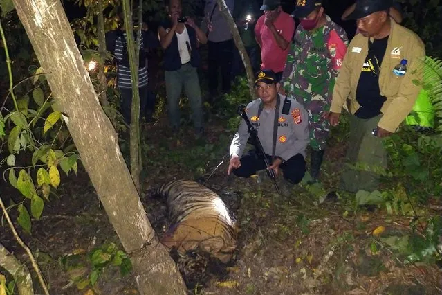 A police officer and local wildlife authorities show the carcass of one of three Sumatran tigers found dead after being caught in traps near near a palm oil plantation in East Aceh, Sunday, April 24, 2022. The deaths of the critically endangered tigers on Indonesia's Sumatra island are the latest setback for a species whose numbers are estimated to have dwindled to about 400, authorities said Monday. (Photo by AP Photo/Stringer)