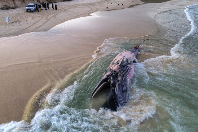 A male Bryde's whale (Balaenoptera brydei) is pictured, that appeared dead on a beach in Praia do Rosa, city of Imbituba, Santa Catarina State, Brazil, on August 26, 2024. The animal, about 13 meters wide, was pulled from the water by local government tractors and will be studied by researchers from Santa Catarina State University.  (Photo by Anderson Coelho/AFP Photo)