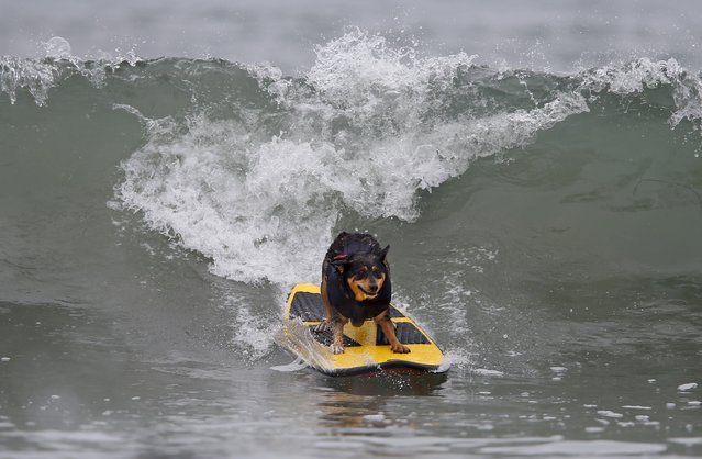 Australian Kelpie Abbie catches a wave as she competes in the middle size dog category at the 10th annual Petco Unleashed surfing dog contest at Imperial Beach, California August 1, 2015. (Photo by Mike Blake/Reuters)