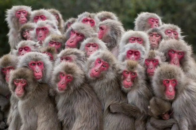 “The More the Merrier”. Terrestrial Wildlife Finalist. Macaque monkeys huddle together on Shōdoshima Island, Japan, pooling body heat as temperatures drop. (Photo by Alexandre Bonnefoy/BigPicture Natural World Photography Competition 2017)