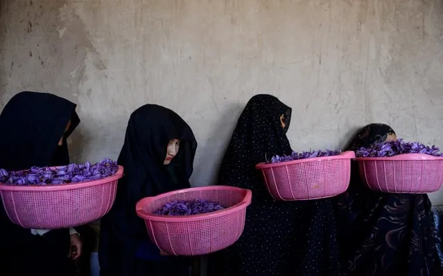 Workers carry buckets of saffron flowers to sort them at a cleaning center in Herat province on November 13, 2019. (Photo by Hoshang Hashimi/AFP Photo)