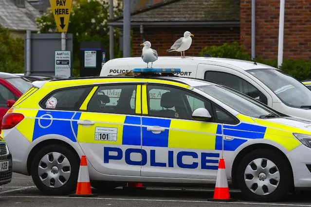 A police car in Bridport, Dorset has been put out of action on May 27, 2022, after a pair of protected seagulls started nesting on its roof. (Photo by Graham Hunt/BNPS Press Agency)