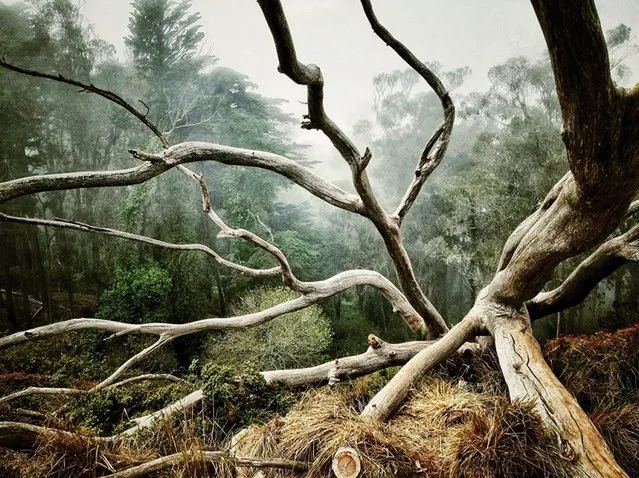 Aaron Pike of San Francisco won first place in the trees category in the 2014 iPhone Photography Awards. (Photo by Aaron Pike)