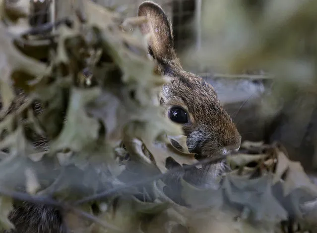 In this Tuesday, June 21, 2016 photo, a male New England cottontail rabbit sits in a pen at the Roger Williams Park Zoo, in Providence, R.I. In an ambitious restoration project, following 50 years of decline in the population of the species due to reduced habitat, federal and state authorities are raising the rabbits in captivity to release scores of tiny bunnies this summer into areas where thickets and brush have returned. (Photo by Steven Senne/AP Photo)