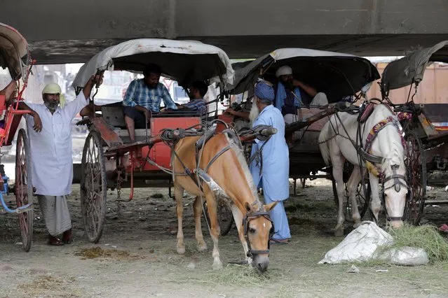 Horse cart drivers take rest as they wait for passengers in Amritsar, India, 29 July 2017. (Photo by Raminder Pal Singh/EPA/EFE)